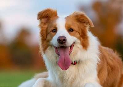 Dog Health and Well-being