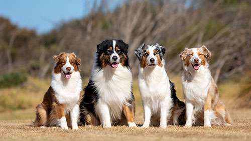 Positive reinforcement dog training information.