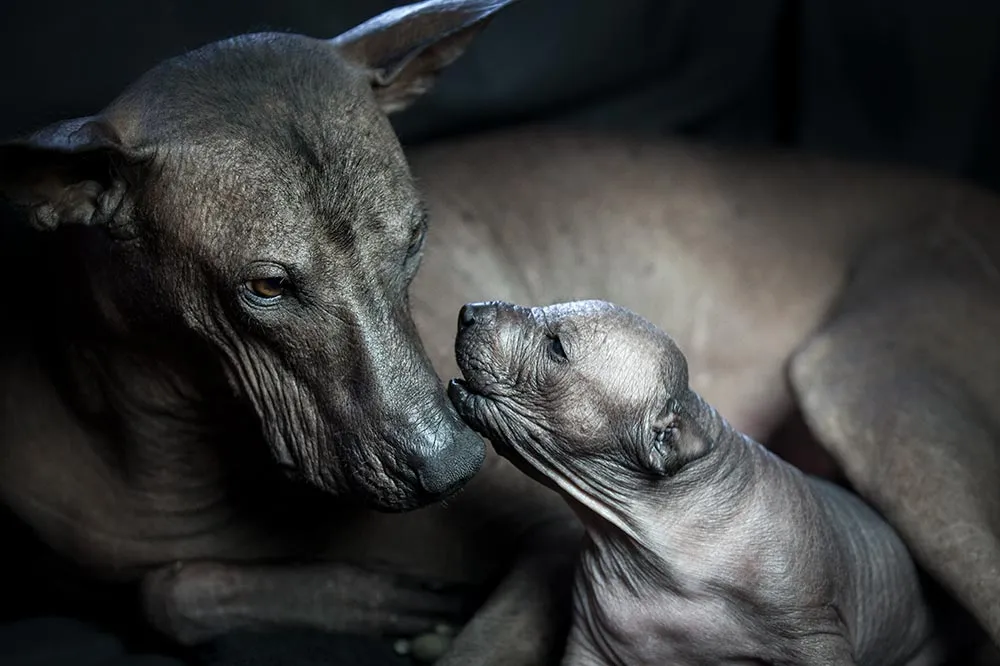 Dog breed information - Xoloitzcuintle Mother and Pup Dog breed information - Xoloitzcuintle mother and pup