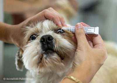 Medicating Dog Eyes