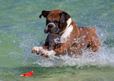Living With a Boxer Dog