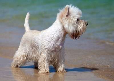 Addison’s Disease in Dogs