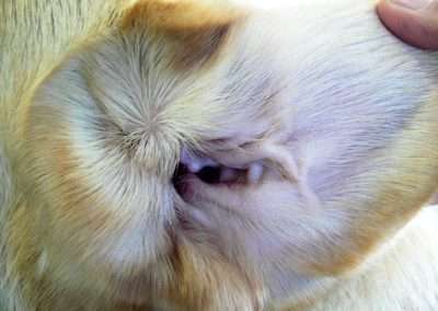 Ear Cleaning for Dogs