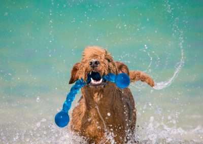 Dog Dental Care