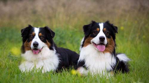 Dog ownership articles.