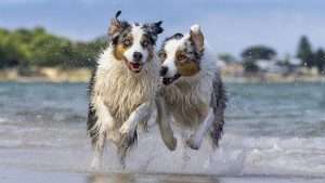 Dog ownership, training, health and breed articles.