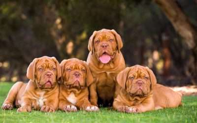 Finding a Responsible Dog Breeder
