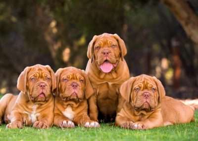 Finding a Responsible Dog Breeder