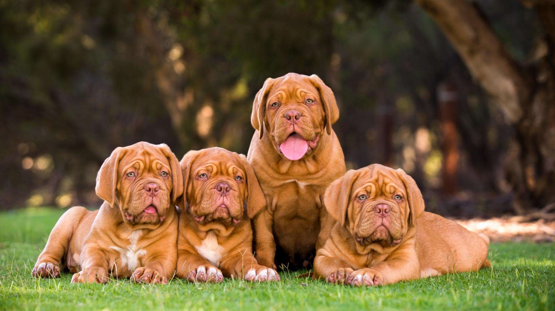Finding a Responsible Dog Breeder