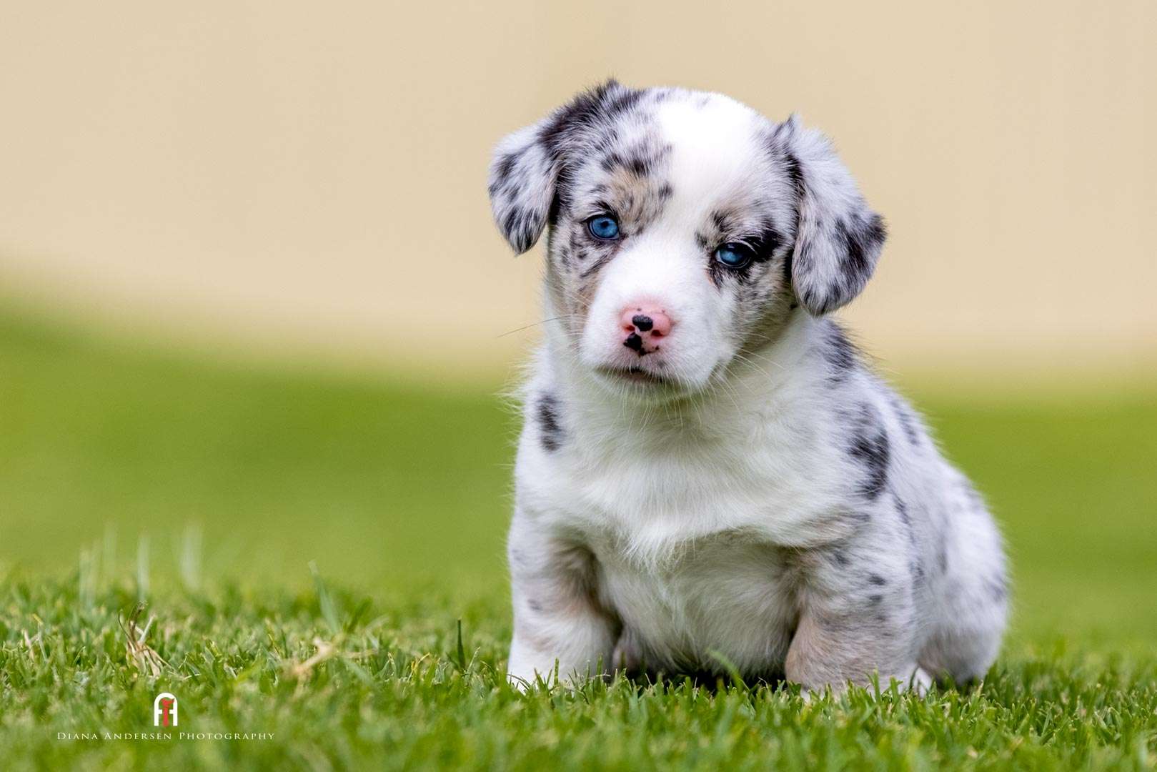Cardigan Welsh Corgi puppy. Finding a responsible breeder is best done before looking at adorable puppies.