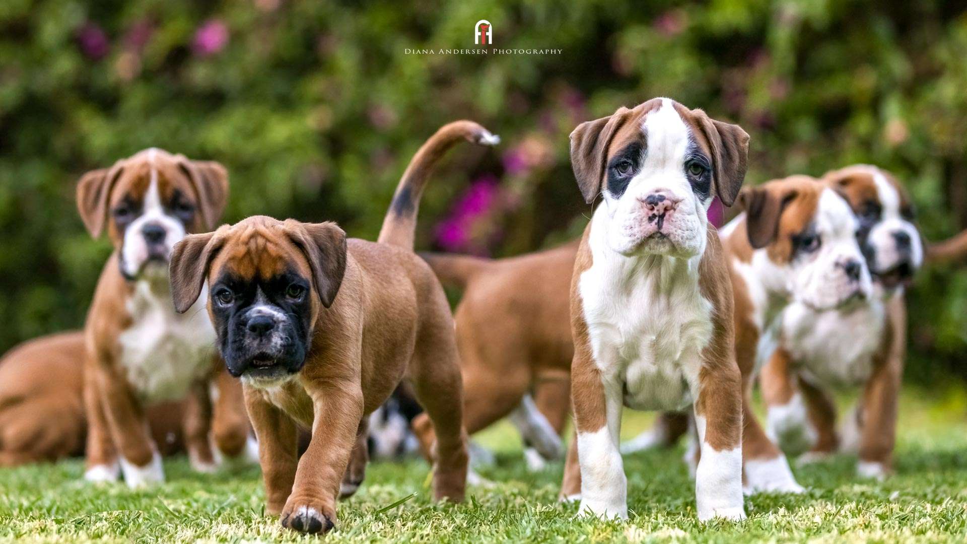 Boxer puppies. 
