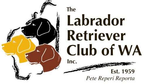 labrador club of wa
