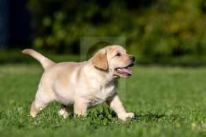Yellow Labrador puppy stock image.