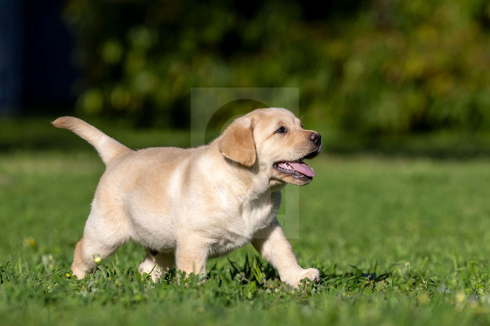 Yellow Labrador puppy stock image.