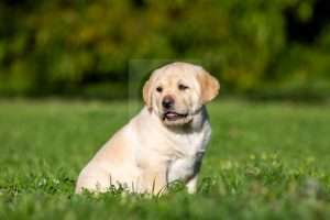 Cute young yellow Labrador puppy sitting on the grass stock image.