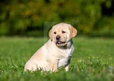 Cute Yellow Labrador Puppy