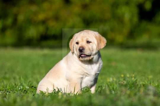 Cute Yellow Labrador Puppy