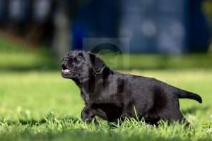 Young shiny black Labrador puppy walking on grass.