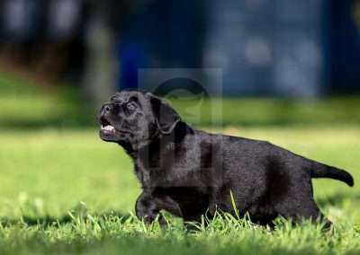 Black Labrador Puppy