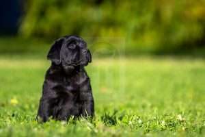 Cute young black Labrador puppy sitting on the grass stock image.