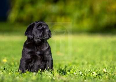 Cute Black Labrador Puppy