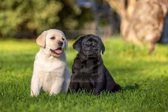 Yellow and Black Labrador Puppies