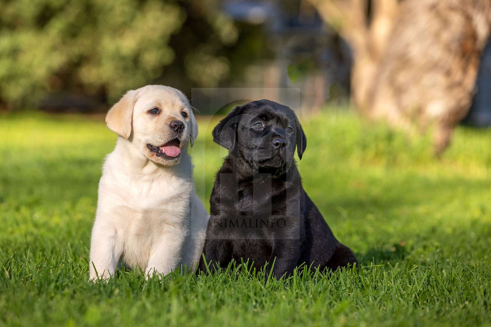 Yellow and Black Labrador Puppies - Licensable Stock Image - Getting to ...