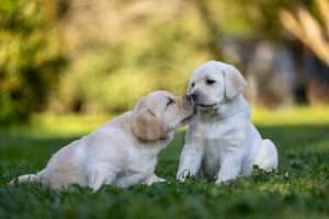 Two cute yellow Labrador puppies stock image.