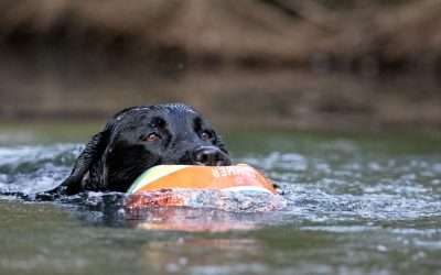Living with a Labrador Retriever