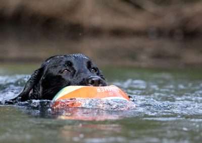 Living with a Labrador Retriever