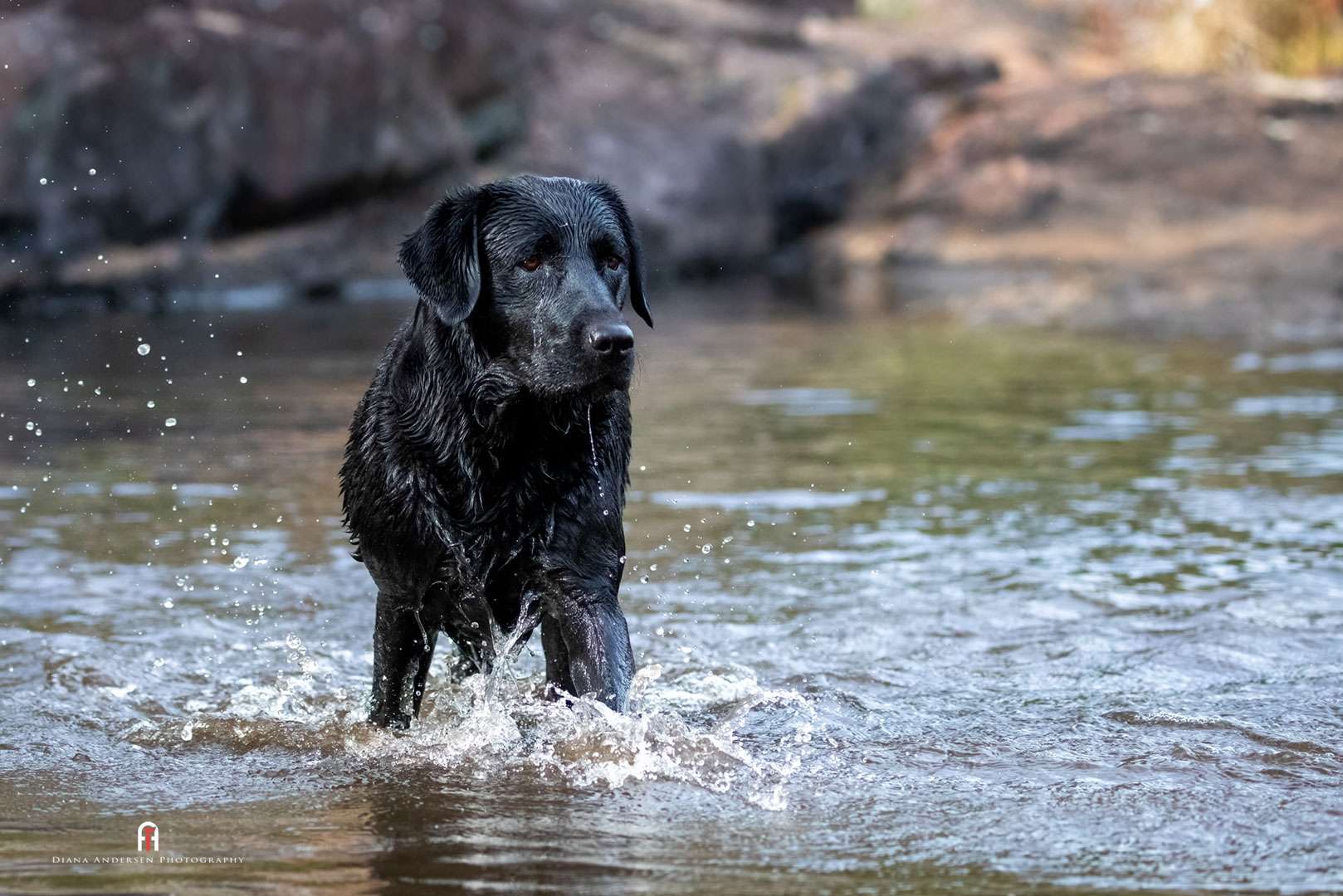 Labrador retrievers need plenty of exercise to avoid obesity. Labrador retrievers need plenty of exercise to avoid obesity.