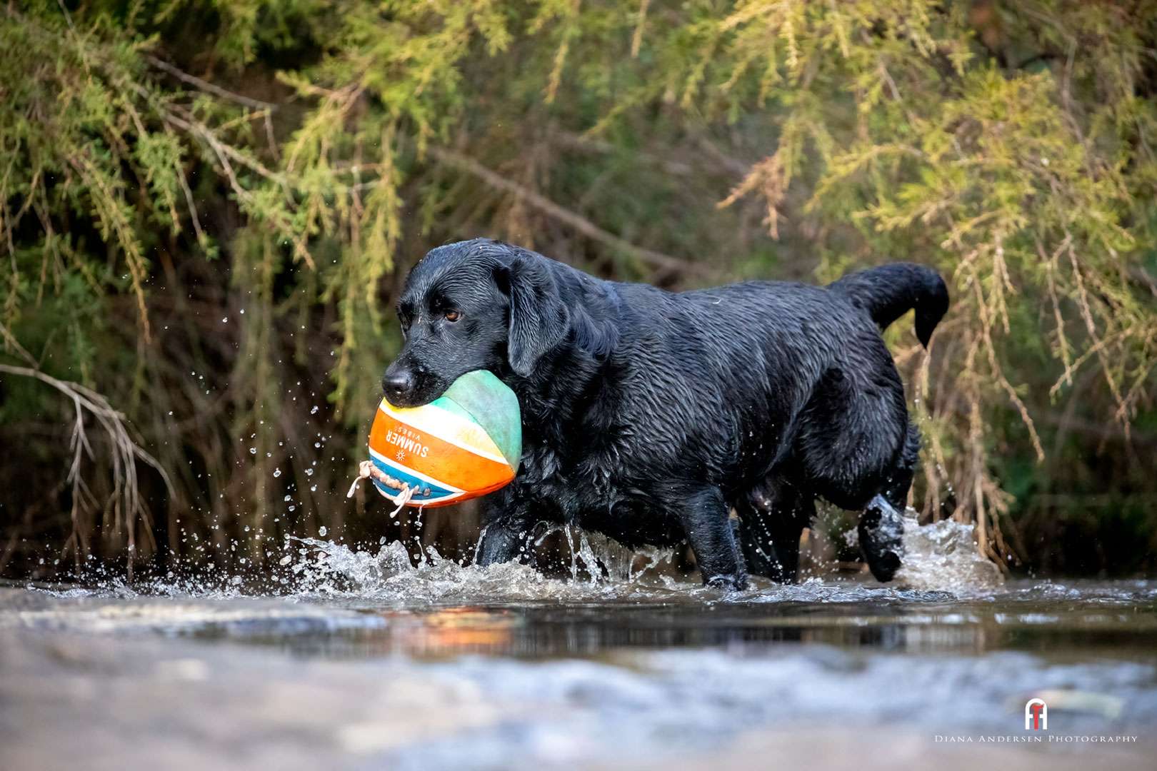 Living with a Labrador Retriever - Breed Information and Photos ...