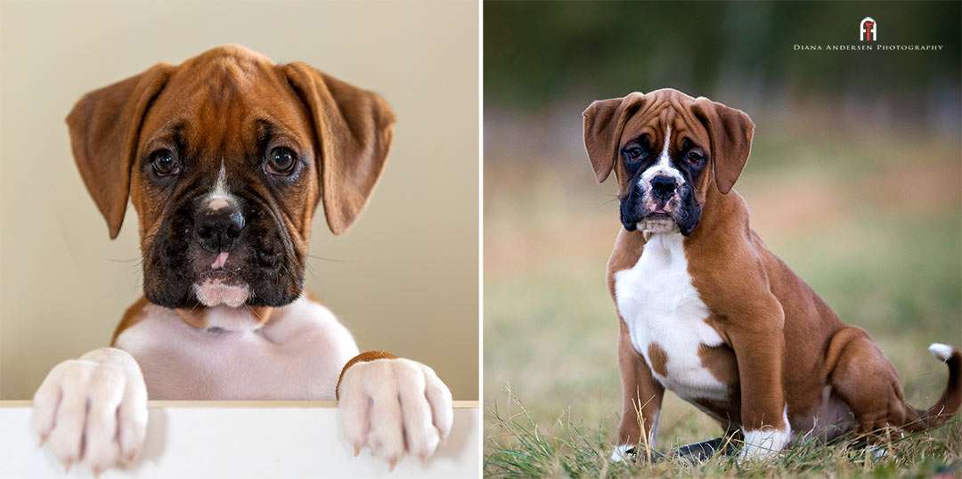 Boxer puppies are hard to resist.
