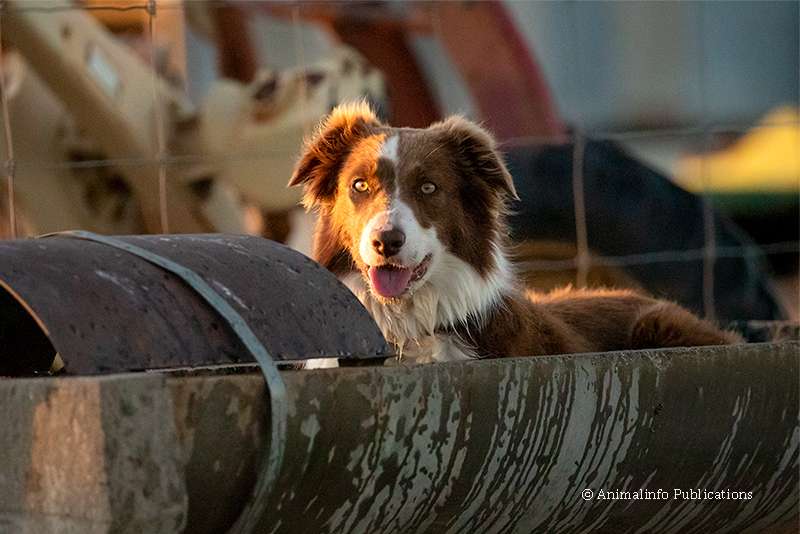 Border Collie Breed Information - working line Border Collie cooling off in a water trough.